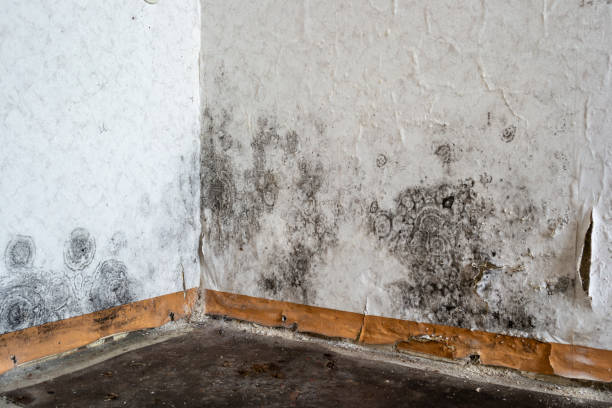 Professional Mold Removal in Wallace, NC